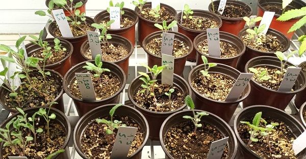facts on Ethnobotanicals-Guide